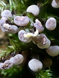 Didymium melanospermum: das Plasmodium ist meist wässrig weiß,  daraus entwickeln sich die Sporocarpien, sie enthalten die Sporen.  Die Außenhaut der Sporocarpien, die Peridie, ist dicht mit Kalk-Kristallen bedeckt,  es sieht aus, als ob sie mit Mehl bestäubt sind. 
